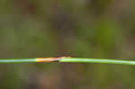 Southern umbrella sedge